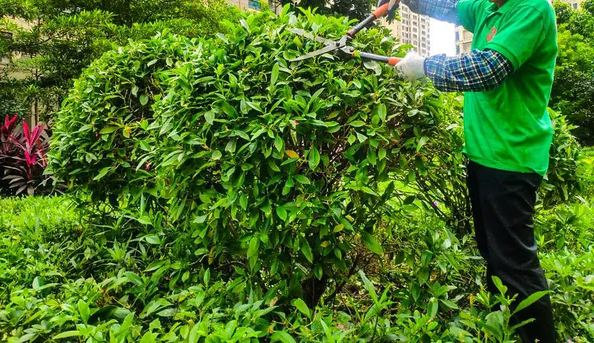 屋里边绿化工程怎么做