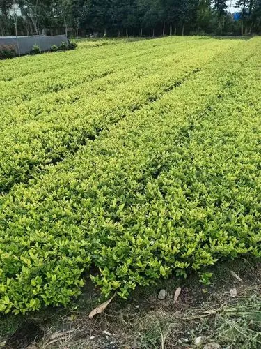 冷水江市政绿化工程是什么专业